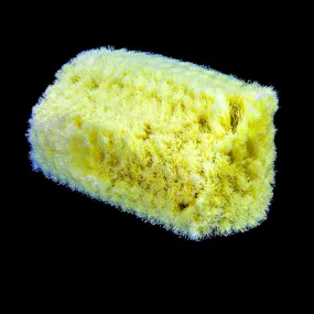Cougar Yellow Wash Brush